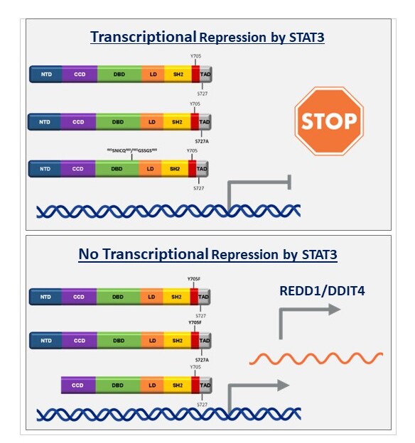 REDD1 Promotor Neue Seite